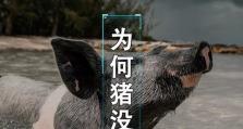 猪的逃生技能攻略（如何让猪脱离危险境地，保护自己的生命安全）