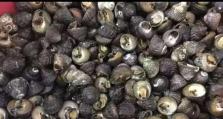 《以食之契约针海螺》游戏介绍（挑战针海螺技能迎接美食大冒险）